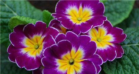 生命的花（以花语表达生命的意义与价值）