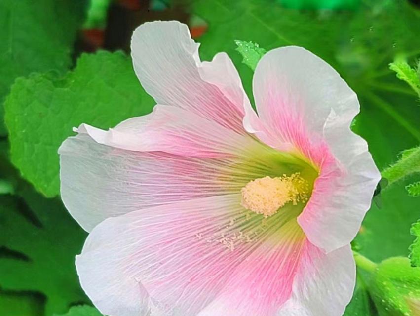 蜀葵开花后怎么处理？如何进行修剪和养护？