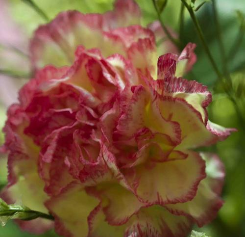 康乃馨花语的深刻含义(用花言巧语传达康乃馨的心意) 康乃馨花语的深刻含义(用花言巧语传达康乃馨的心意)