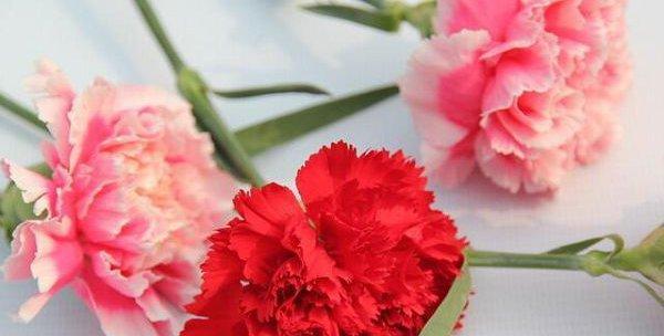 康乃馨花语的深刻含义(用花言巧语传达康乃馨的心意) 康乃馨花语的深刻含义(用花言巧语传达康乃馨的心意)