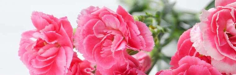 康乃馨花语的深刻含义(用花言巧语传达康乃馨的心意) 康乃馨花语的深刻含义(用花言巧语传达康乃馨的心意)