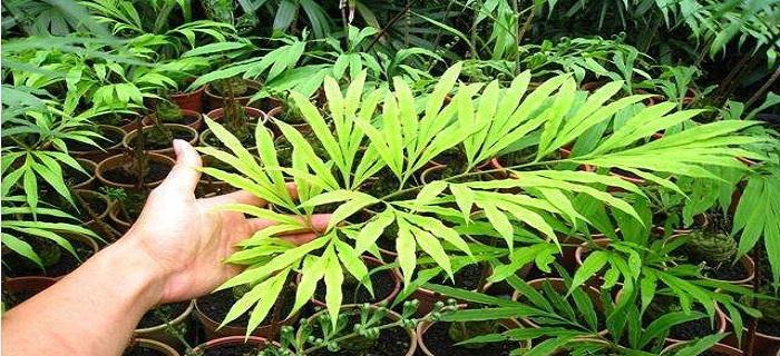 苏铁属于蕨类植物吗？它们的分类和特点是什么？