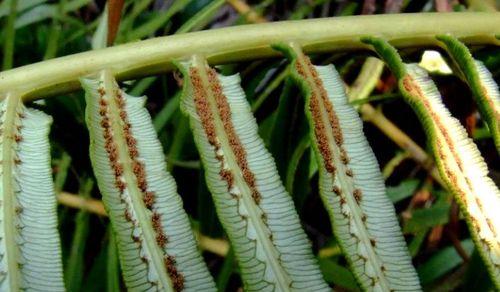 苏铁属于蕨类植物吗？它们的分类和特点是什么？