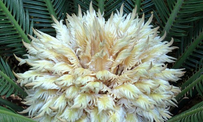 苏铁属于蕨类植物吗？它们的分类和特点是什么？