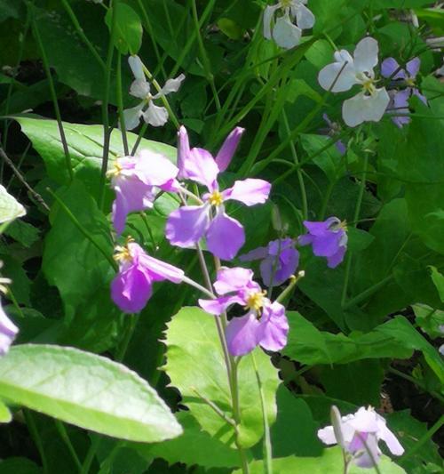 二月兰的花语——传递春天的喜悦（花开时节）