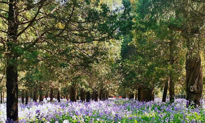 二月兰的花语——传递春天的喜悦（花开时节）