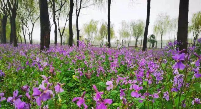 二月兰的花语——传递春天的喜悦（花开时节）