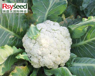 花菜的种子长什么样？如何辨别花菜种子真假？