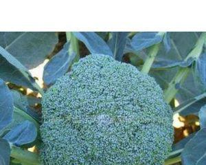 花菜的种子长什么样？如何辨别花菜种子真假？