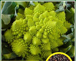 花菜的种子长什么样？如何辨别花菜种子真假？