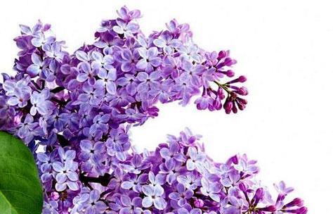 丁香的花语（传递真情的花海）