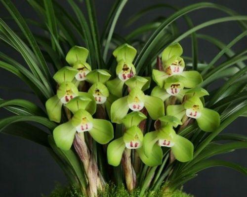 兰草根部腐烂如何处理？有效防治方法是什么？