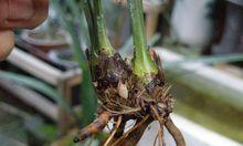 兰草根部腐烂如何处理？有效防治方法是什么？