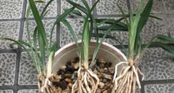 兰草根部腐烂如何处理？有效防治方法是什么？