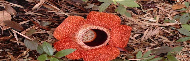 大王花的成长之旅（探寻花海的奇妙与美丽）