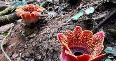 大王花的成长之旅（探寻花海的奇妙与美丽）