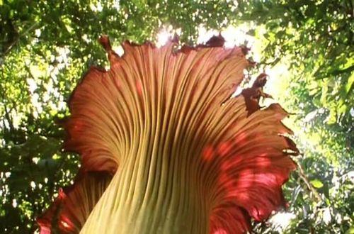 大王花的成长之旅（探寻花海的奇妙与美丽）