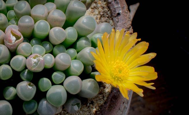 五十铃玉繁殖方法是什么?最佳繁殖时间是何时? 五十铃玉繁殖方法是什么?最佳繁殖时间是何时?