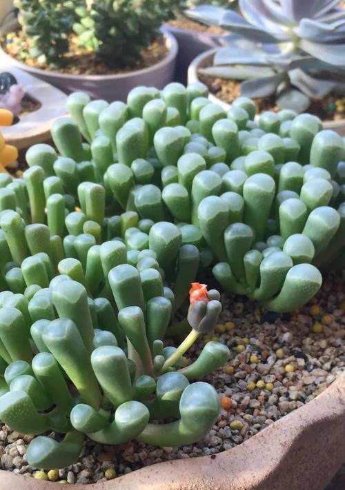 五十铃玉繁殖方法是什么?最佳繁殖时间是何时? 五十铃玉繁殖方法是什么?最佳繁殖时间是何时?