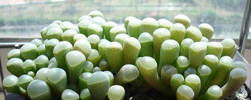 五十铃玉繁殖方法是什么?最佳繁殖时间是何时? 五十铃玉繁殖方法是什么?最佳繁殖时间是何时?