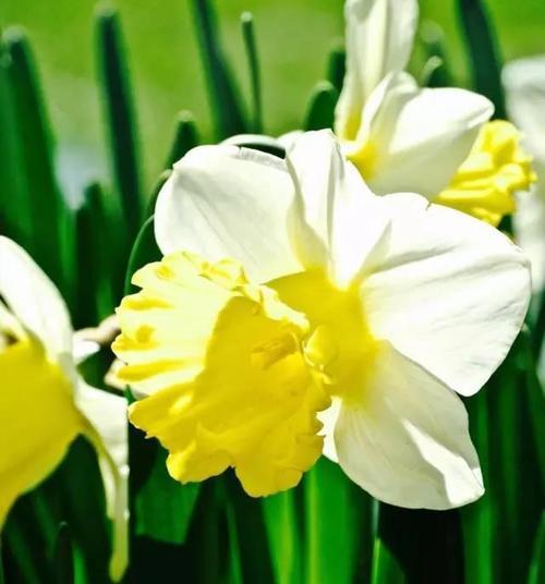 黄水仙花花语（探索黄水仙花的花语和象征意义）