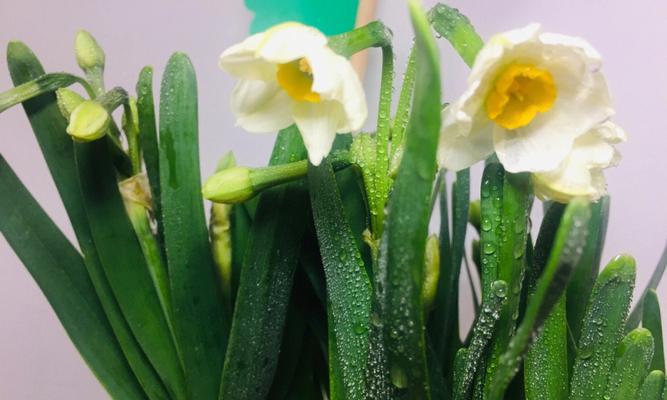 黄水仙花花语（探索黄水仙花的花语和象征意义）
