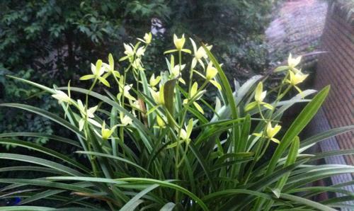 兰草花是什么颜色的?如何辨别不同品种的兰草花颜色? 兰草花是什么颜色的?如何辨别不同品种的兰草花颜色?