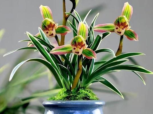 兰草花是什么颜色的?如何辨别不同品种的兰草花颜色? 兰草花是什么颜色的?如何辨别不同品种的兰草花颜色?