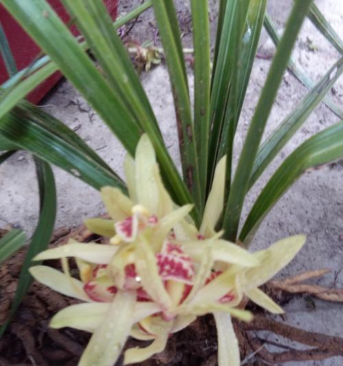 兰草花是什么颜色的?如何辨别不同品种的兰草花颜色? 兰草花是什么颜色的?如何辨别不同品种的兰草花颜色?