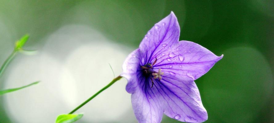 桔梗花的象征意义及文化传承（桔梗花的美丽与深意）