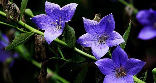 桔梗花的象征意义及文化传承（桔梗花的美丽与深意）