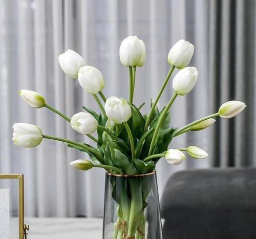 郁金香的根长什么样？如何正确识别郁金香的根系？