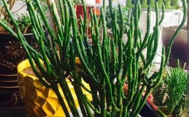 郁金香的根长什么样？如何正确识别郁金香的根系？