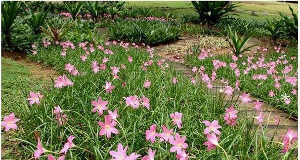 郁金香的根长什么样？如何正确识别郁金香的根系？