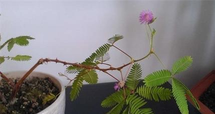 含羞草（一朵含羞草）