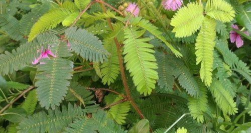 含羞草（一朵含羞草）