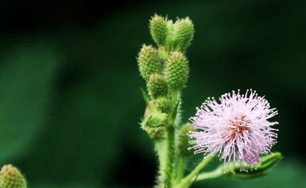 含羞草（一朵含羞草）