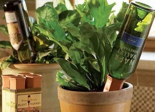 龙骨柱可以浇啤酒吗？使用方法和注意事项是什么？