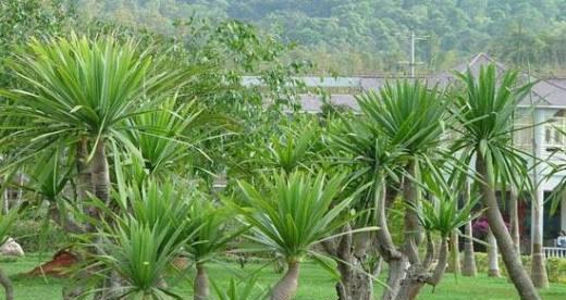 龙骨柱可以浇啤酒吗？使用方法和注意事项是什么？