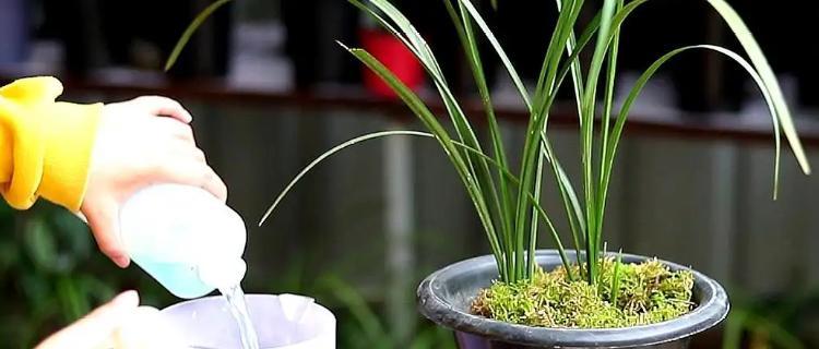 龙骨柱可以浇啤酒吗？使用方法和注意事项是什么？