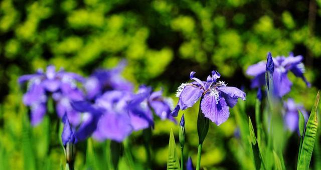 鸢尾的花语与意义——美丽、自由与祝福的象征（探寻鸢尾花背后的深意与传说）
