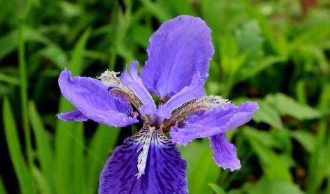 鸢尾的花语与意义——美丽、自由与祝福的象征（探寻鸢尾花背后的深意与传说）
