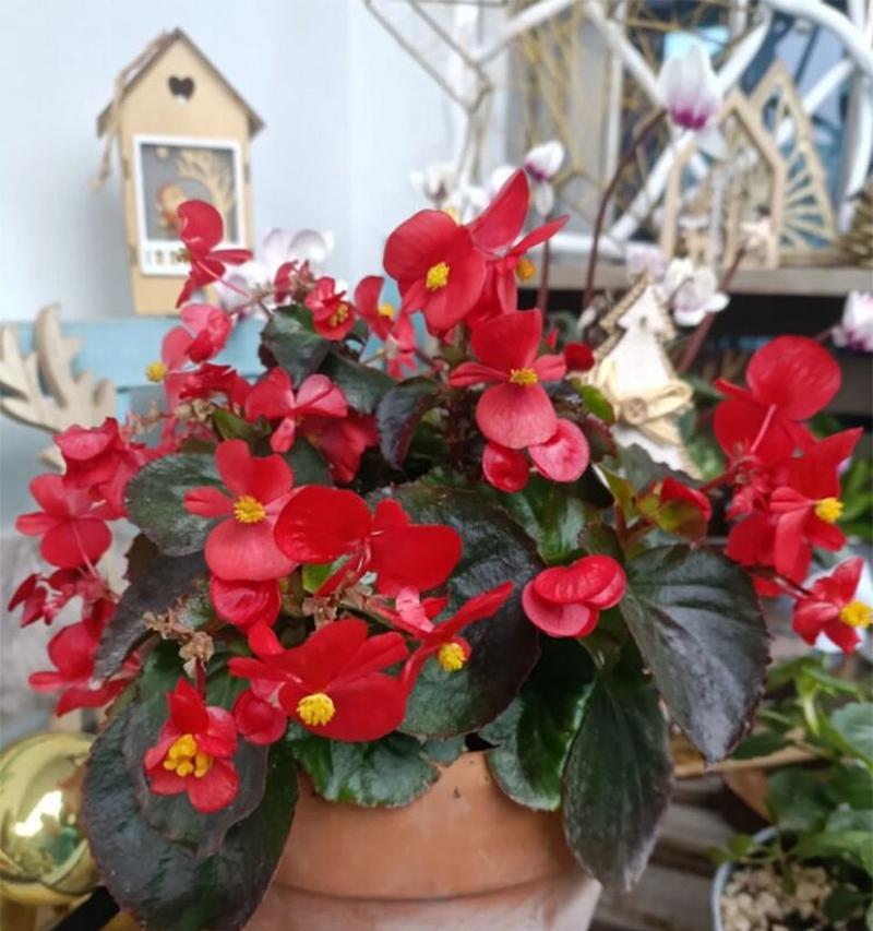 海棠花好养活吗？如何确保海棠花的健康成长？