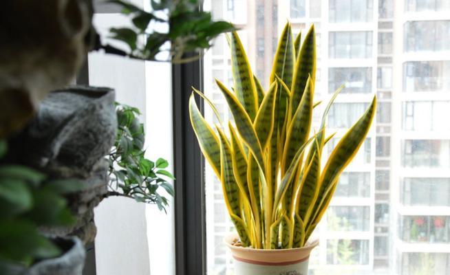 虎皮兰花(虎皮兰花花语的深层含义与魅力) 虎皮兰花(虎皮兰花花语的深层含义与魅力)