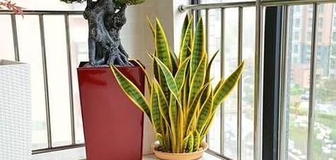 虎皮兰花(虎皮兰花花语的深层含义与魅力) 虎皮兰花(虎皮兰花花语的深层含义与魅力)