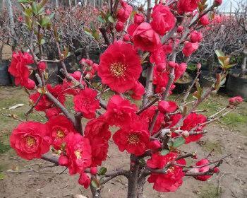 海棠花好养活吗？如何确保海棠花的健康成长？