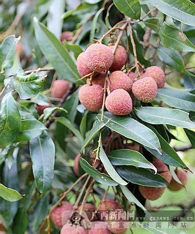 荔枝主要生长在哪些地区?如何辨别荔枝的产地? 荔枝主要生长在哪些地区?如何辨别荔枝的产地?