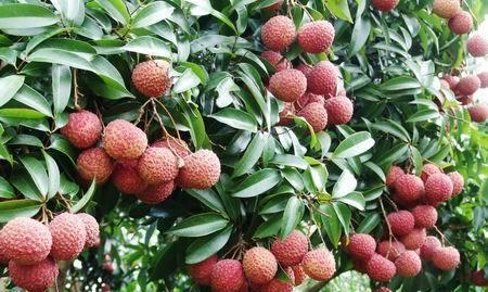 荔枝主要生长在哪些地区?如何辨别荔枝的产地? 荔枝主要生长在哪些地区?如何辨别荔枝的产地?