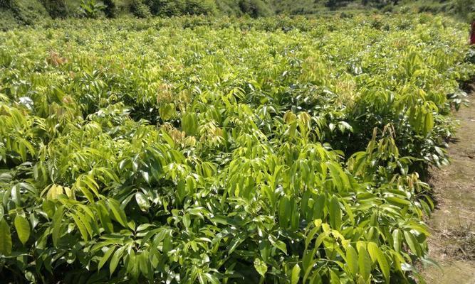 荔枝主要生长在哪些地区?如何辨别荔枝的产地? 荔枝主要生长在哪些地区?如何辨别荔枝的产地?
