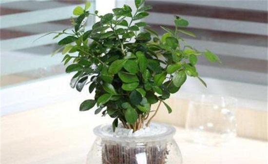 九里香的寓意与象征风水（揭开九里香的神秘面纱）